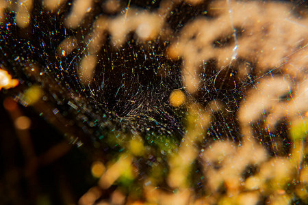 森林中的蜘蛛网纹理图片