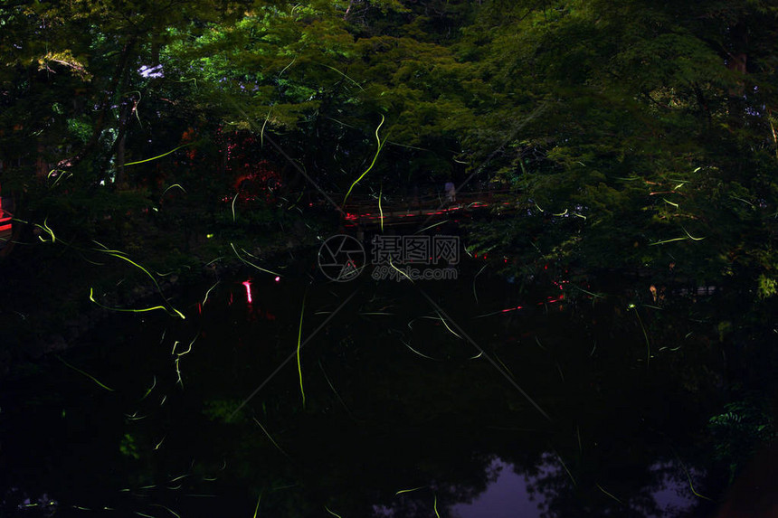 鹤冈八幡的萤火虫图片