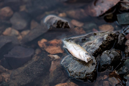 岸边岩石上一个池塘中的死鱼与水库环境图片