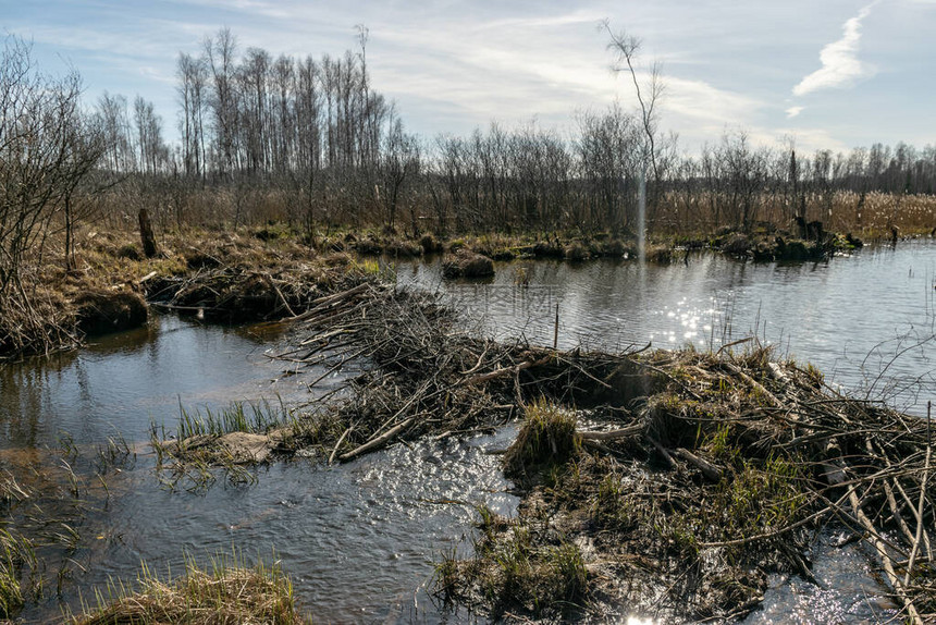 肥沃的沼泽池干枯的古老的干枯树木和树图片