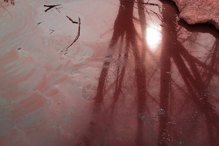 在水坑上的漏油与树木和自然阳光的反射应用了深图片