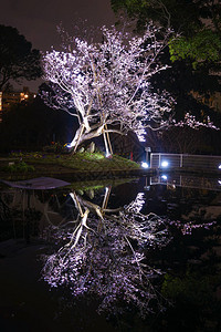 水边盛开的樱花树和倒影图片