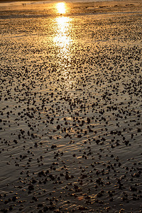 布列塔尼海滩抽象湿沙在日设计图片