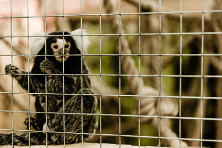 在动物园笼子附近猴子有图片
