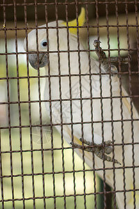 动物园里的鹦鹉背景图片