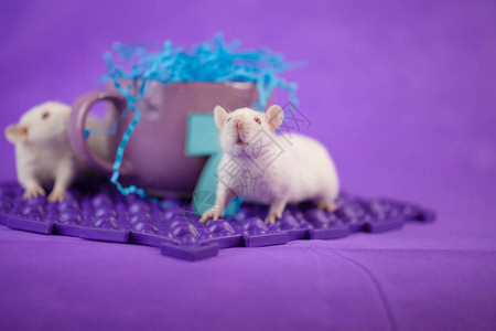 紫色背景上的老鼠毛茸的老鼠图片