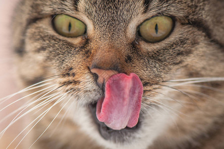 一只蓬松的纯种猫的肖像高清图片