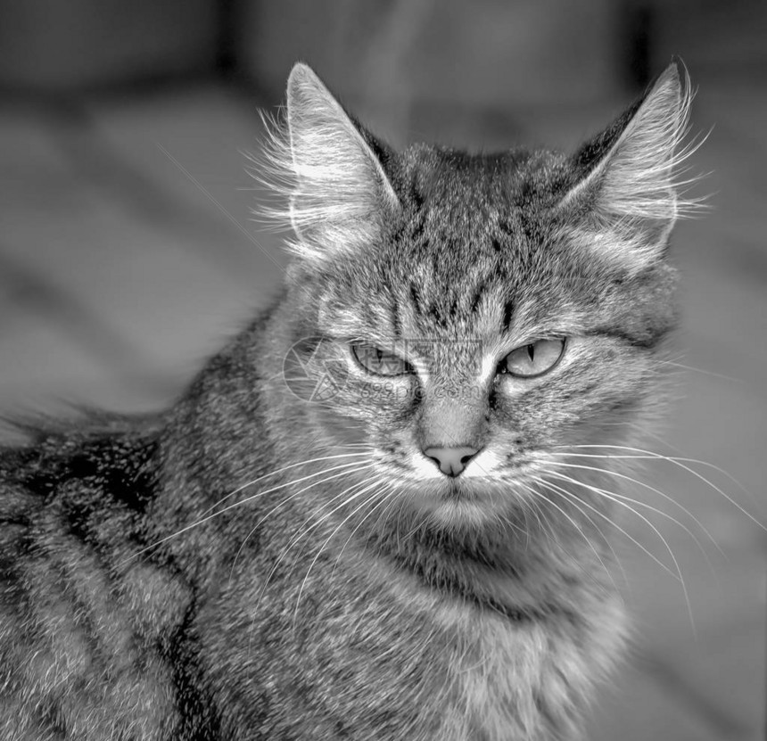 一只蓬松的纯种猫的肖像图片