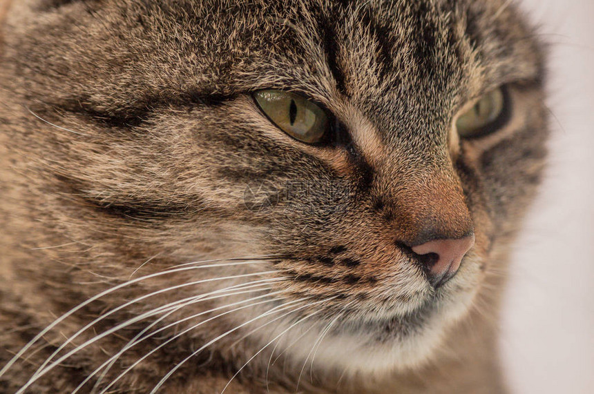 一只蓬松的纯种猫的肖像图片