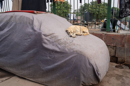 在印度老德里Stray街狗睡在一图片