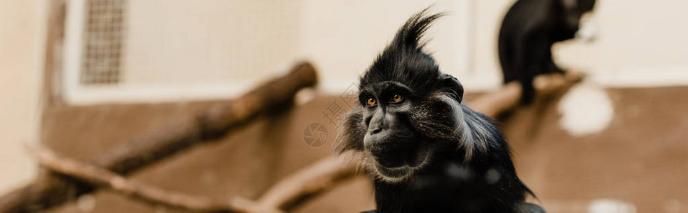 动物园中黑猴图片