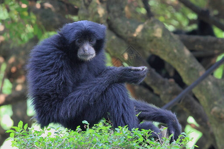 siamang黑色刺绣动物图片