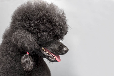 灰色背景的黑色皇家面条狗肖像图片