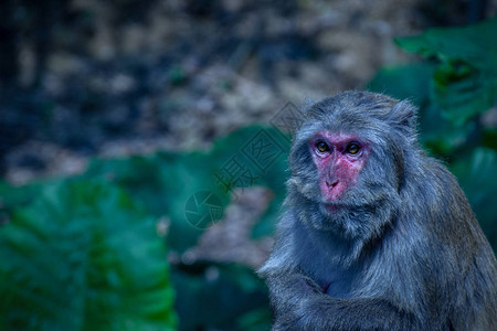 香港金山公园的猴子图片