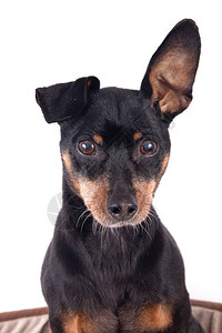 一条德国黑男Pinscher狗的肖像背景图片