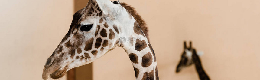 动物园里长脖子长颈鹿的全景拍摄图片