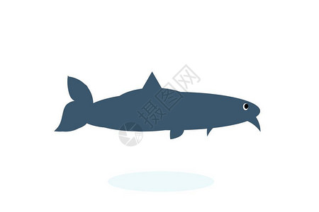 白色背景上孤立的大鱼插图背景图片