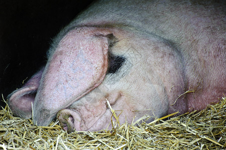母猪睡在农场的干草里图片