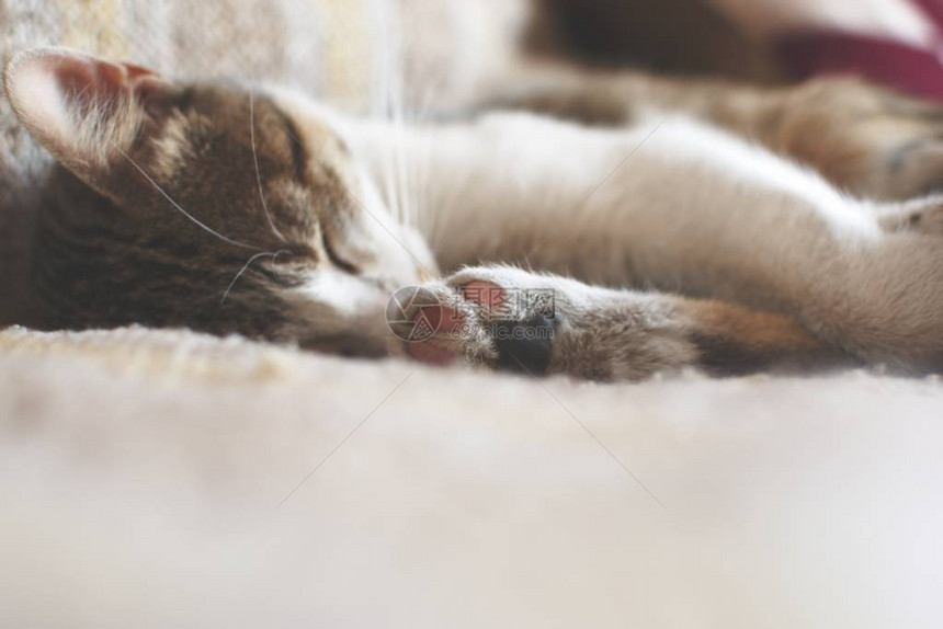 猫深地睡在床上特写图片