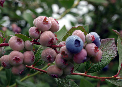 蓝莓田多汁蓝莓果的近视收图片