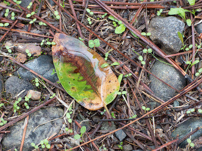 季节第一场雨后落叶水坑图片