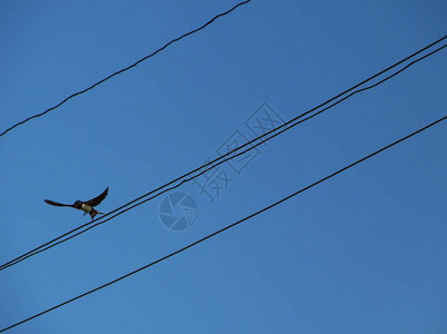 鸟儿在蓝天上坐着坐高清图片