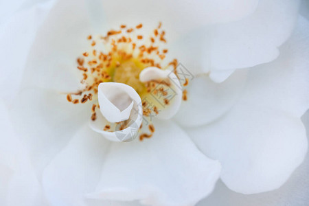 抽象花卉背景宏精致花朵白色和黄色郁金香软选择焦点模糊美丽的花瓣白玫瑰美丽的宏指令玫瑰花蕊和花蕊背景图片