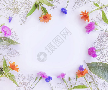 白色背景上的夏季花框图片
