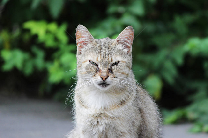 无家可归的猫感染了猫疱疹猫鼻气管炎或衣原体病鹦鹉热衣原体与眼睛结膜炎和全眼炎眼睛流图片