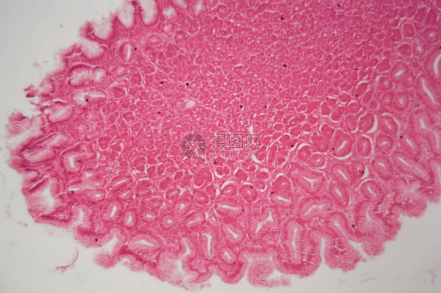 显微镜下狗胃的幽门区域部分图片