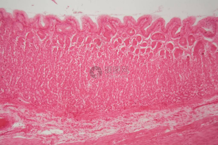 显微镜下狗胃的幽门区域部分图片