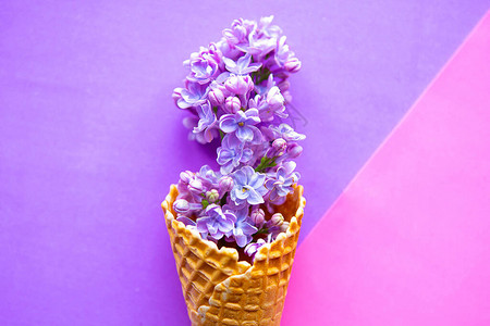 以几何紫底背景的华夫饼锥形圆锥状花丽开枝图片