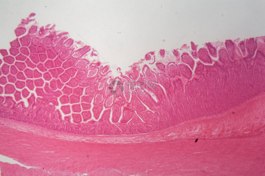 显微镜下的狗纤毛柱状上皮切片图片