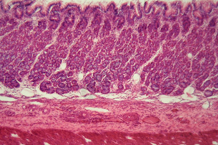 显微镜下狗胃心脏区域的切片图片