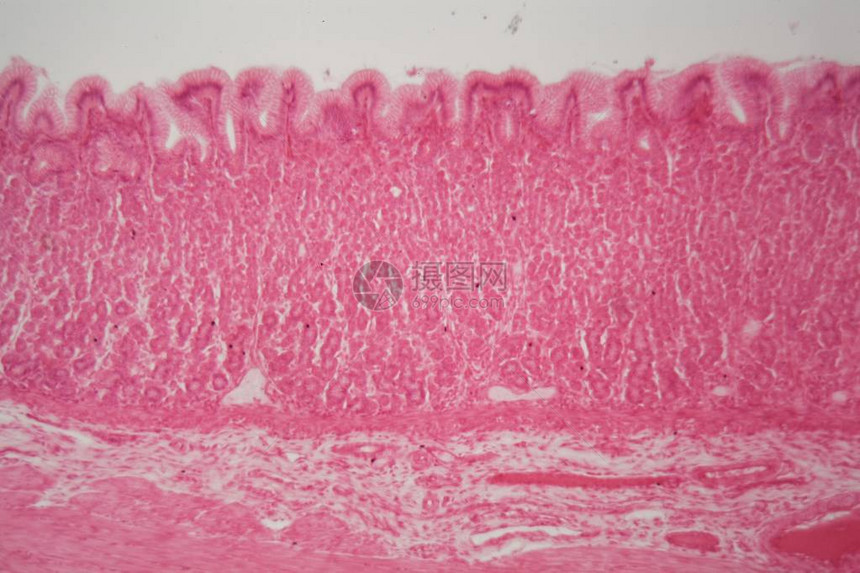 显微镜下狗胃的幽门区域部分图片