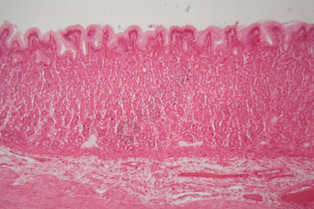 显微镜下狗胃的幽门区域部分图片