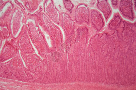 显微镜下的狗纤毛柱状上皮切片图片