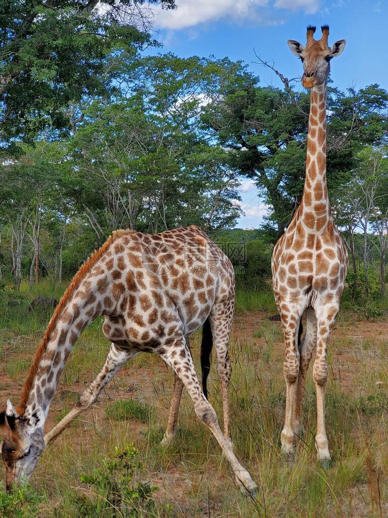 两只长颈鹿在非洲图片