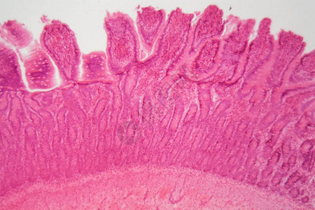 显微镜下的狗纤毛柱状上皮切片图片