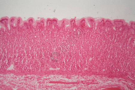 显微镜下狗胃的幽门区域部分图片