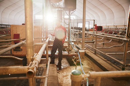 自动化奶牛场挤奶机工厂的现代图片