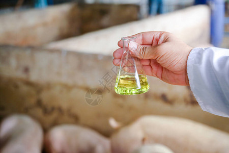 猪病研究人员持有一个化学试验瓶图片