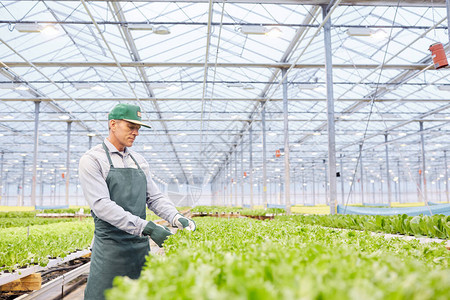 成熟工人在温室复制空间工业种植场检查蔬菜的侧面肖图片