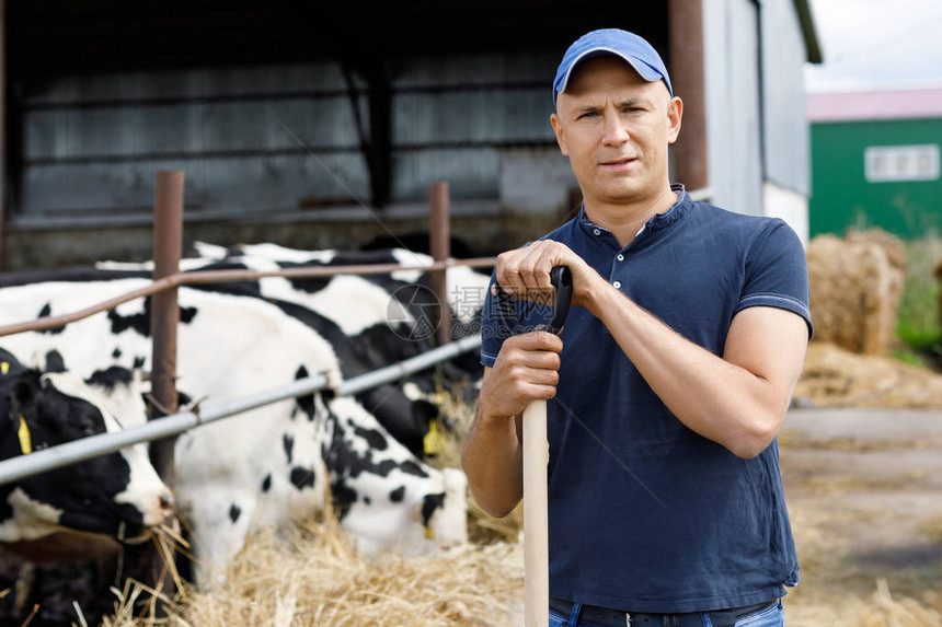 农夫在奶牛场工作图片