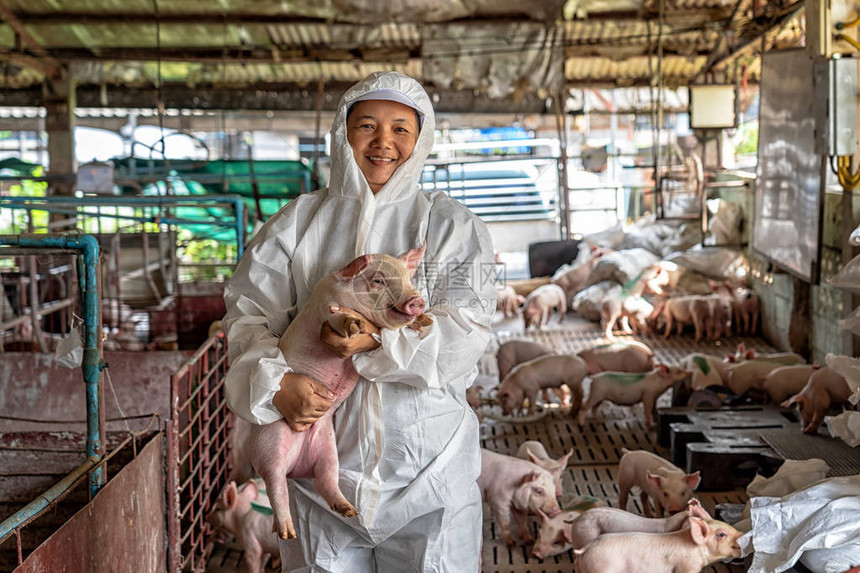 亚洲兽医在猪养场畜牧和猪养殖业为猪进行搬运图片
