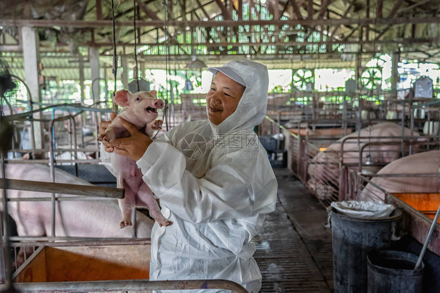 亚洲兽医在养猪场动物和养猪场工作和检图片