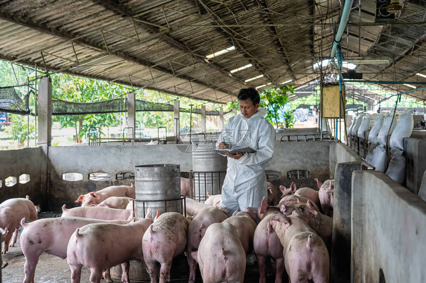 亚洲兽医在猪养场动物和猪养业图片
