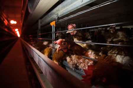 家禽养殖场鸡群坐在露天笼子里图片