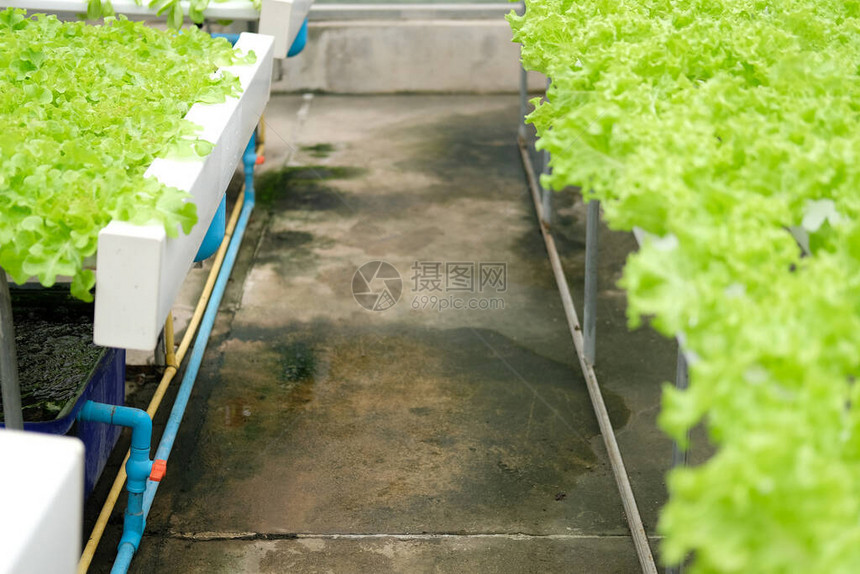 在水栽培农场的植物苗圃中生蔬菜种植食图片