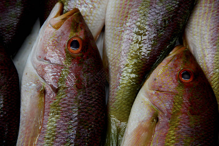 鱼在萨尔瓦多圣若阿金博览图片